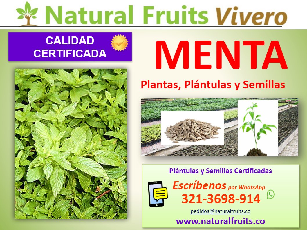 menta plantas y semillas