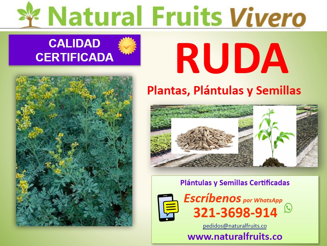 plantas semillas ruda
